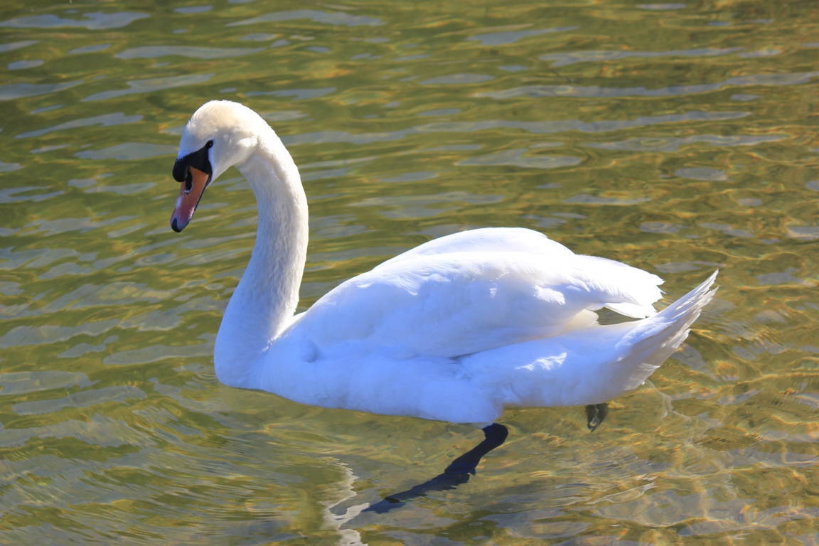 Il Lago Ceresio