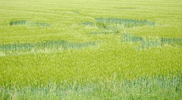 Cerchi nel grano? (inserita in galleria)