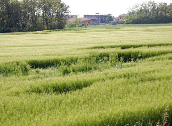 Cerchi nel grano? (inserita in galleria)