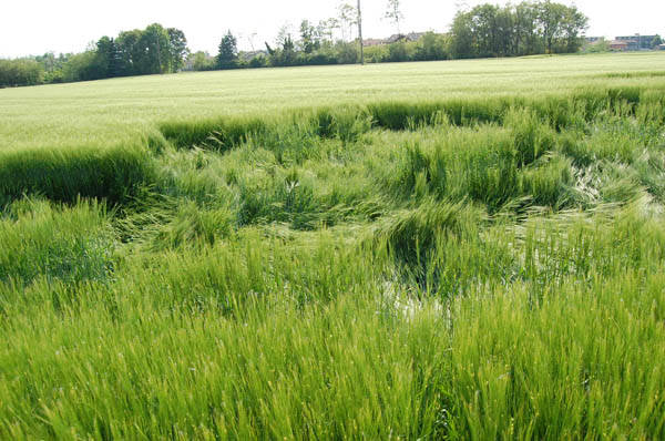 Cerchi nel grano? (inserita in galleria)