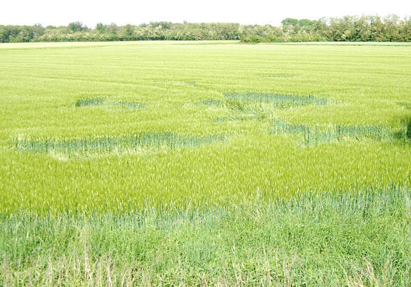 Cerchi nel grano? (inserita in galleria)