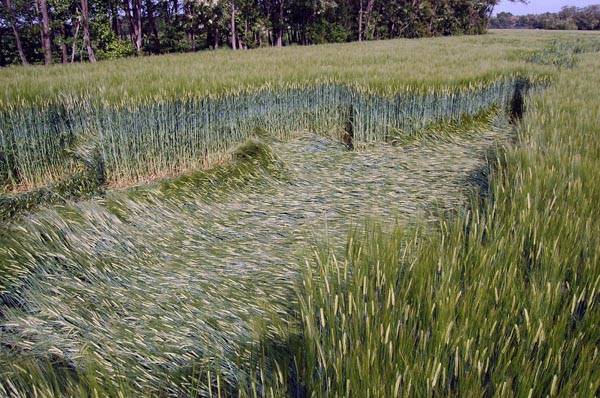 Cerchi nel grano? (inserita in galleria)