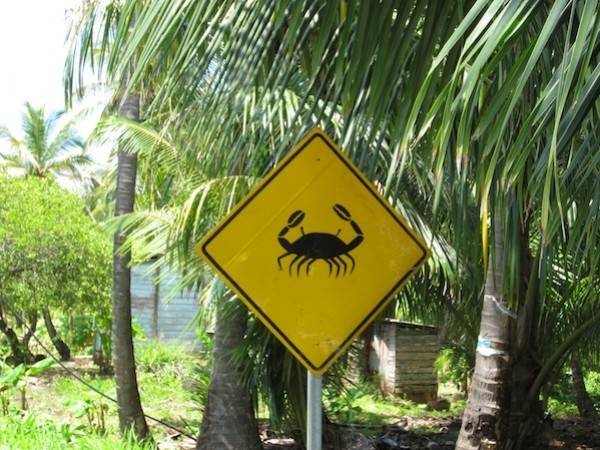 Corn Island 