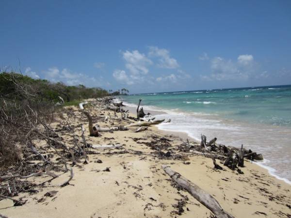 Corn Island 