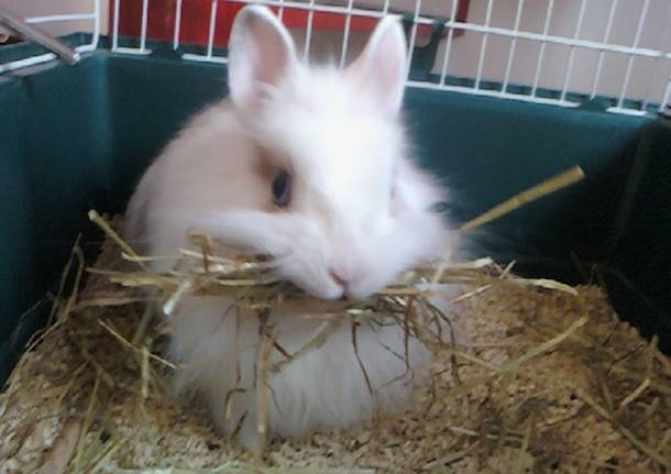 Leonardo il coniglietto nano mannaro