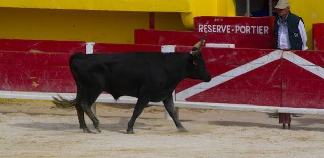Camargue
