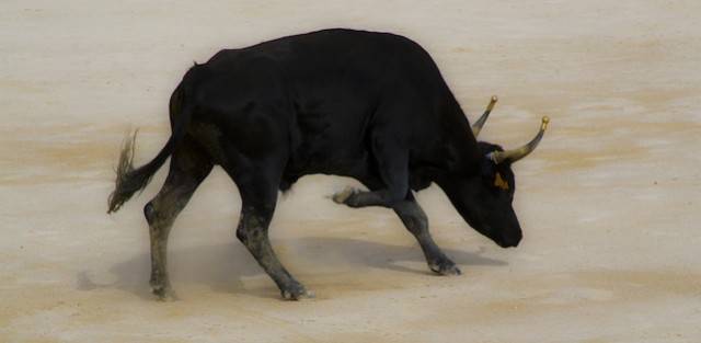 Camargue