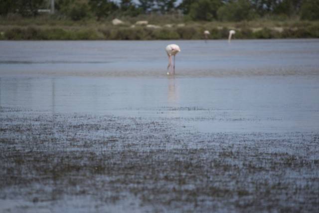 Camargue