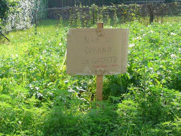 cartelli patate crenna gallarate