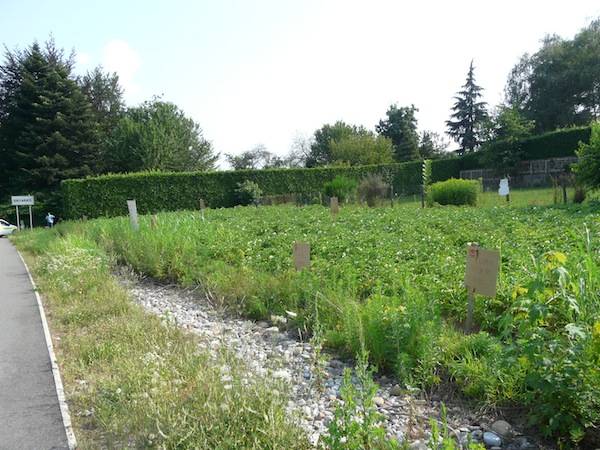 cartelli patate crenna gallarate