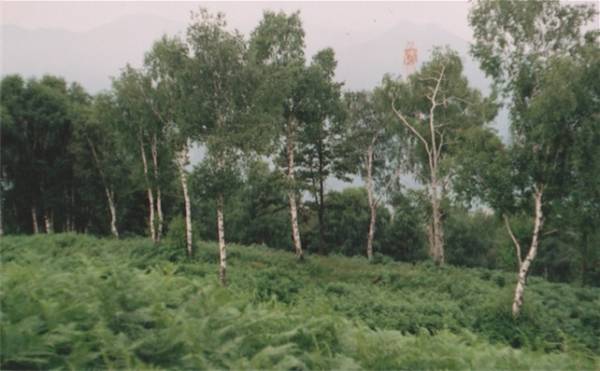 Dal bosco al prato, ecco come è possibile (inserita in galleria)