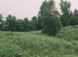 Dal bosco al prato, ecco come è possibile (inserita in galleria)