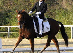 dressage equitazione paralimpico