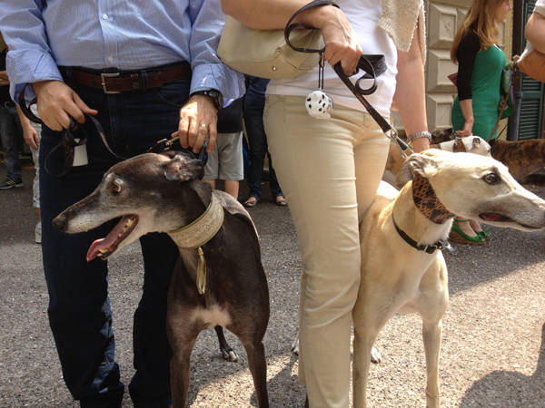 Levrieri a passeggio (inserita in galleria)
