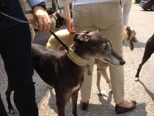 Levrieri a passeggio (inserita in galleria)