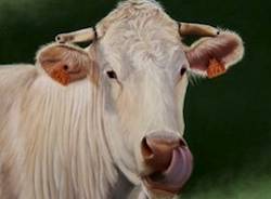 mucca aquitania prima