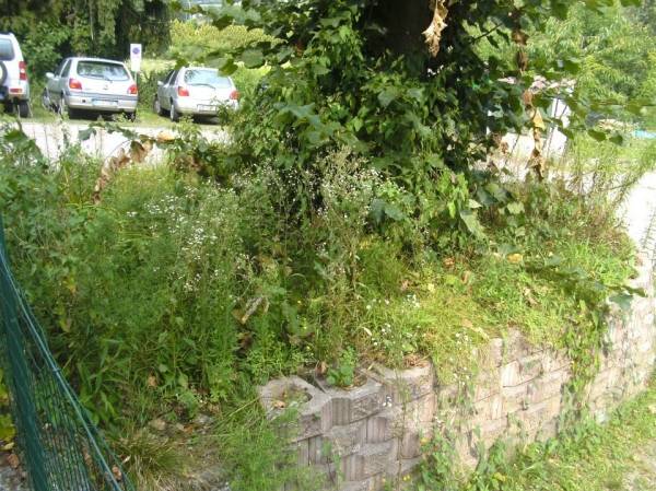 Guerrilla gardening a Ponte Tresa (inserita in galleria)