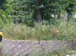 Guerrilla gardening a Ponte Tresa (inserita in galleria)