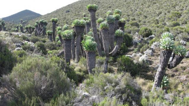Kilimangiaro