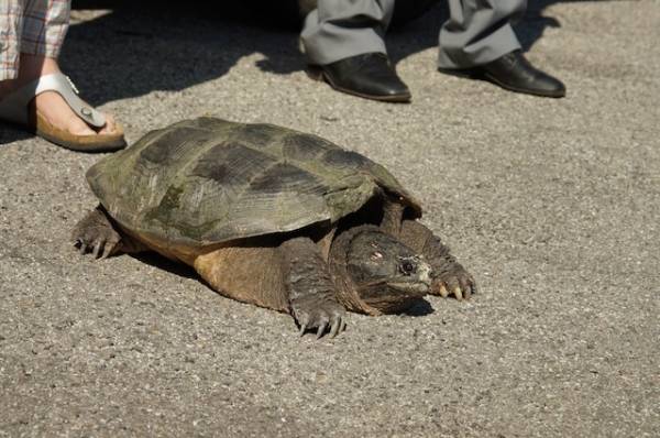 Tartaruga azzannatrice a Vergiate (inserita in galleria)