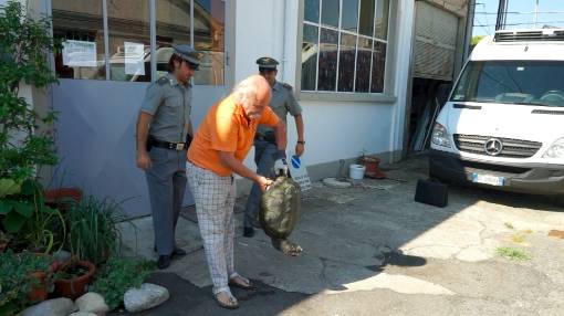 Tartaruga azzannatrice a Vergiate (inserita in galleria)