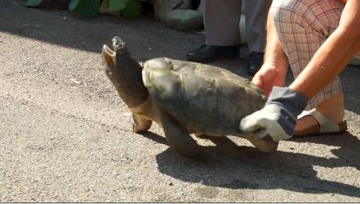 Tartaruga azzannatrice a Vergiate (inserita in galleria)