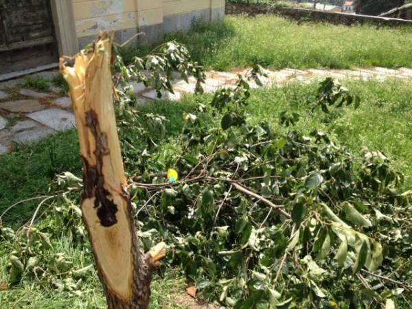 Vandali distruggono l'albero della pace (inserita in galleria)