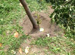 Vandali distruggono l'albero della pace (inserita in galleria)