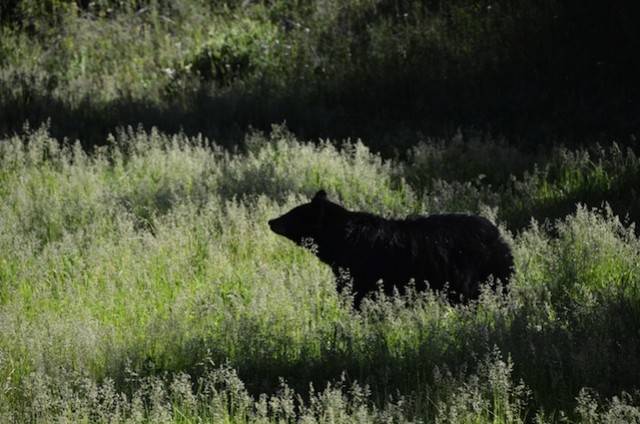 Yellowstone