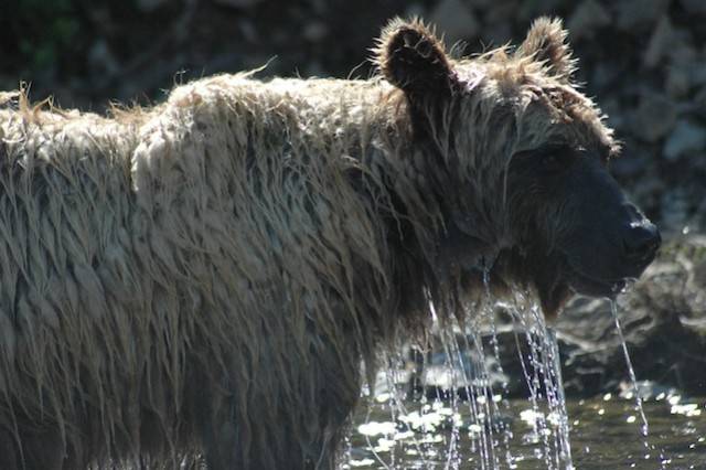 Alaska