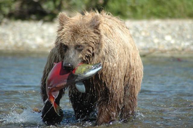 Alaska