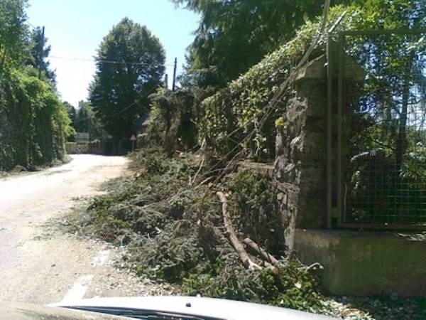 Alberi caduti tra Laveno e Castelveccana (inserita in galleria)