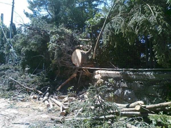 Alberi caduti tra Laveno e Castelveccana (inserita in galleria)