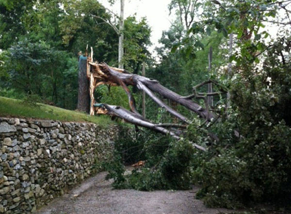 alberi cazzago brabbia tempesta