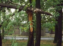 albero  5 