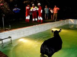 Mucca cade in piscina (inserita in galleria)