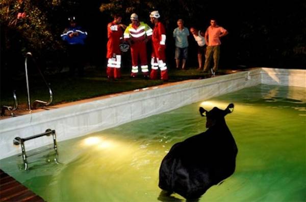 Mucca cade in piscina (inserita in galleria)