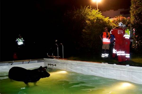 Mucca cade in piscina (inserita in galleria)