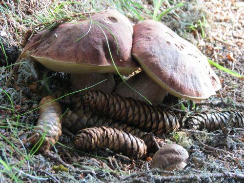 porcini da un chilo