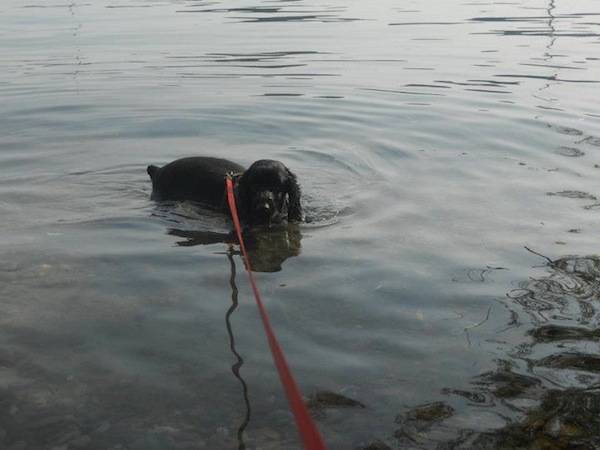 Qui la ciotola è gratis. E anche il bagno (inserita in galleria)