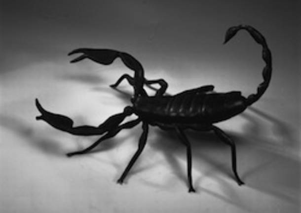 scorpione