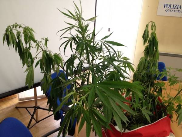 Sequestro marijuana a Casciago (inserita in galleria)