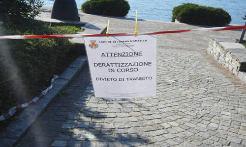 Sporcizia e ratti a Laveno (inserita in galleria)