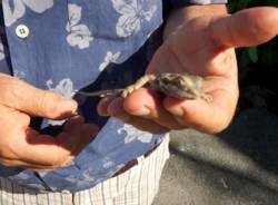 Un drago barbuto a Varese (inserita in galleria)