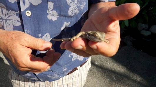 Un drago barbuto a Varese (inserita in galleria)