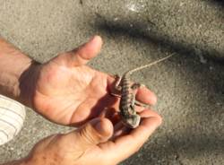 Un drago barbuto a Varese (inserita in galleria)