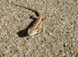 Un drago barbuto a Varese (inserita in galleria)