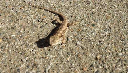 Un drago barbuto a Varese (inserita in galleria)