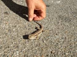 Un drago barbuto a Varese (inserita in galleria)