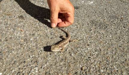 Un drago barbuto a Varese (inserita in galleria)